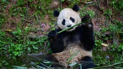 定了！大熊猫“云川”和“鑫宝”将赴美，期限10年