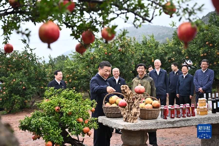 9月24日,中共中央总书记、国家主席、中央军委主席习近平在浙江考察结束返京途中,来到山东省枣庄市考察。这是习近平在位于峄城区的冠世榴园石榴种植园了解石榴产业发展情况。新华社记者燕雁摄