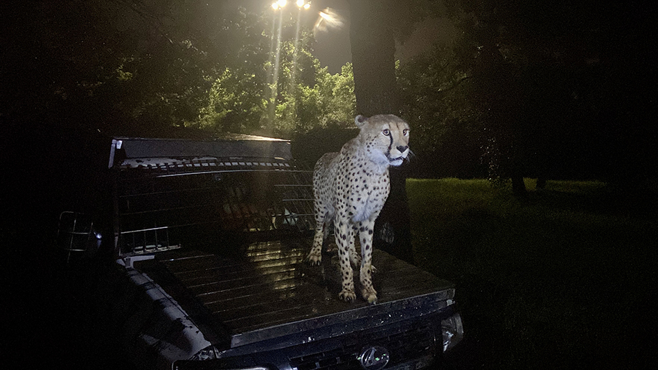 一只猎豹被深夜探访的游客吸引了目光。