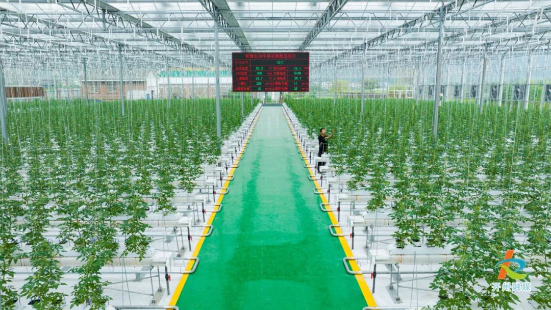 蔬菜大棚 崔家清 摄