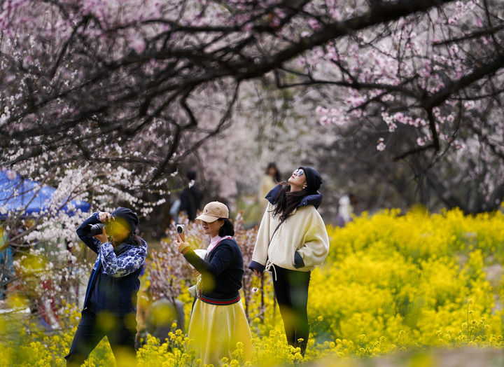 游客在西藏林芝市巴宜区嘎拉村欣赏桃花（2025年4月2日摄）。新华社记者 晋美多吉 摄