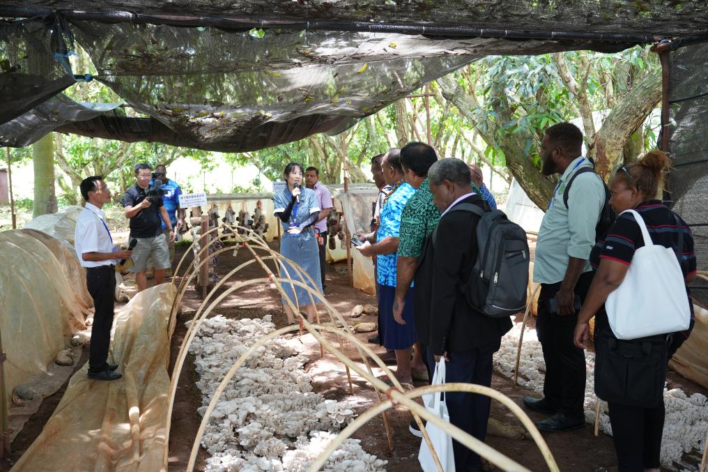 11月19日，在斐济楠迪中国—太平洋岛国菌草技术示范中心，与会代表参观菌草菇种植示范基地。新华社发（高鑫摄）