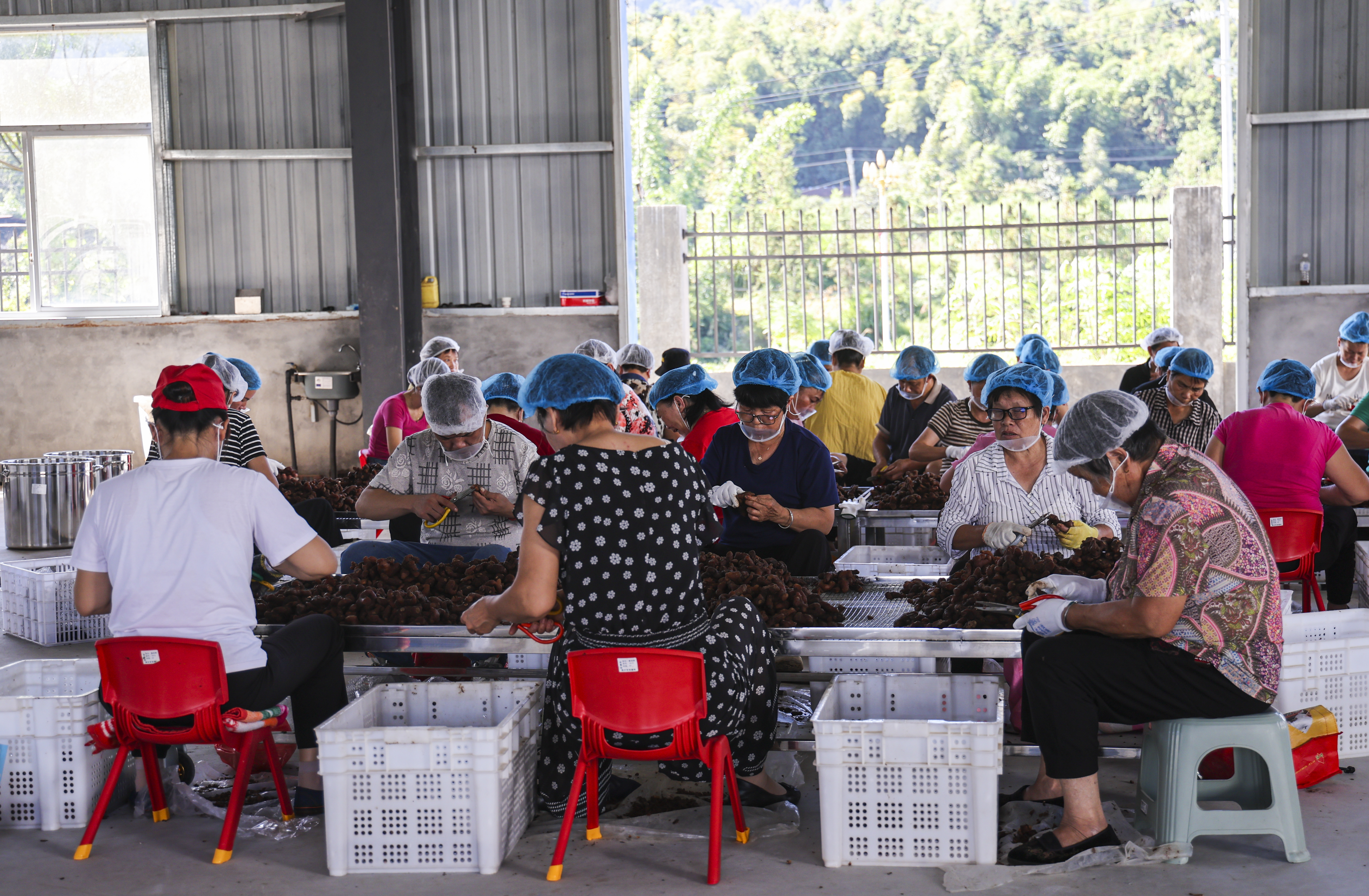 2025年9月17日，常口村村民在黄精加工厂清洗黄精。（董观生 摄）