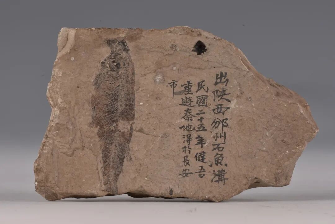 董健吾题赠宋庆龄的陕西鱼骨化石