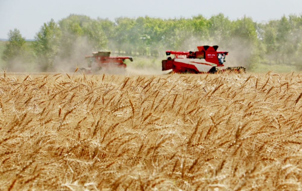 2025年8月5日，位于黑龙江省五大连池市的大庆油田农场调动多台联合收割机抢收小麦。新华社发（陆文祥 摄）