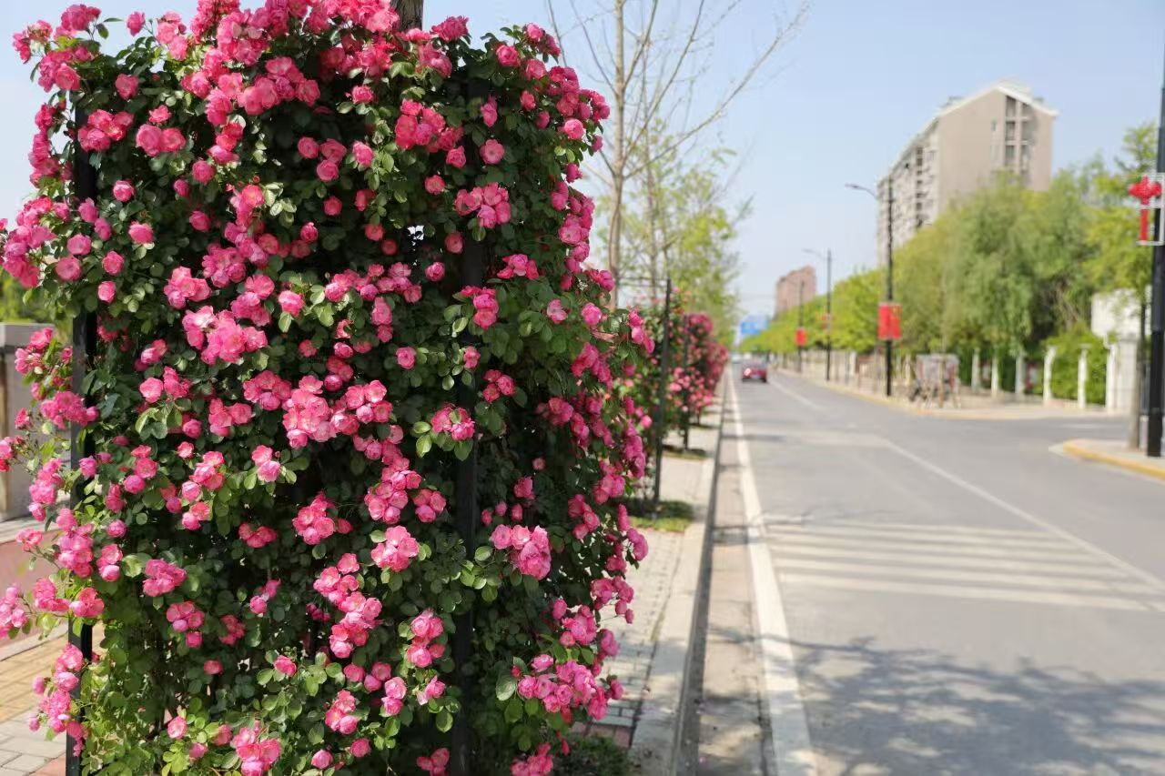 城市主干道：浦锦街道北江洲路段