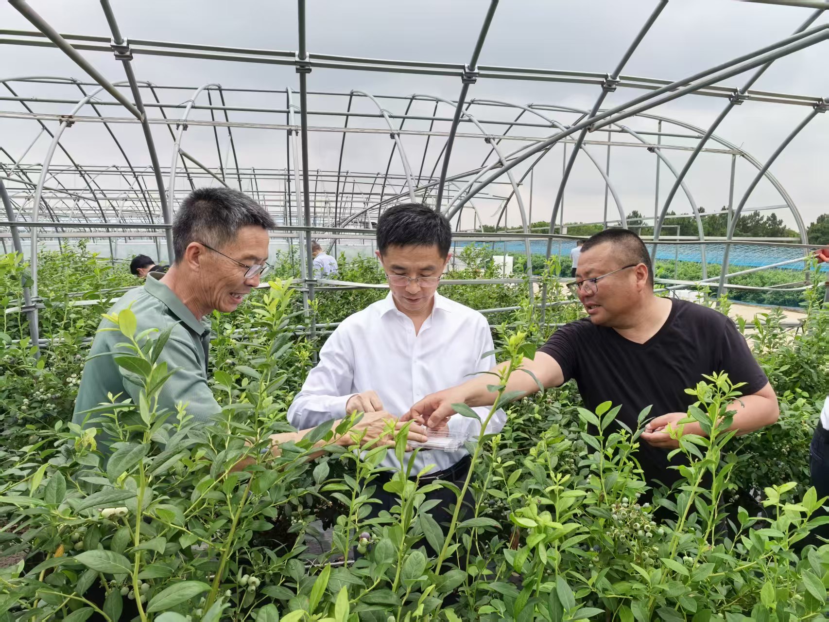 5月26日,调研组在白茅岭农场凌笪蓝莓基地