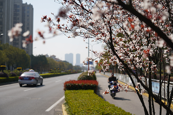 上海首条环社区核心区域城市绿道合川路上的景色,路边的早樱已经盛开.