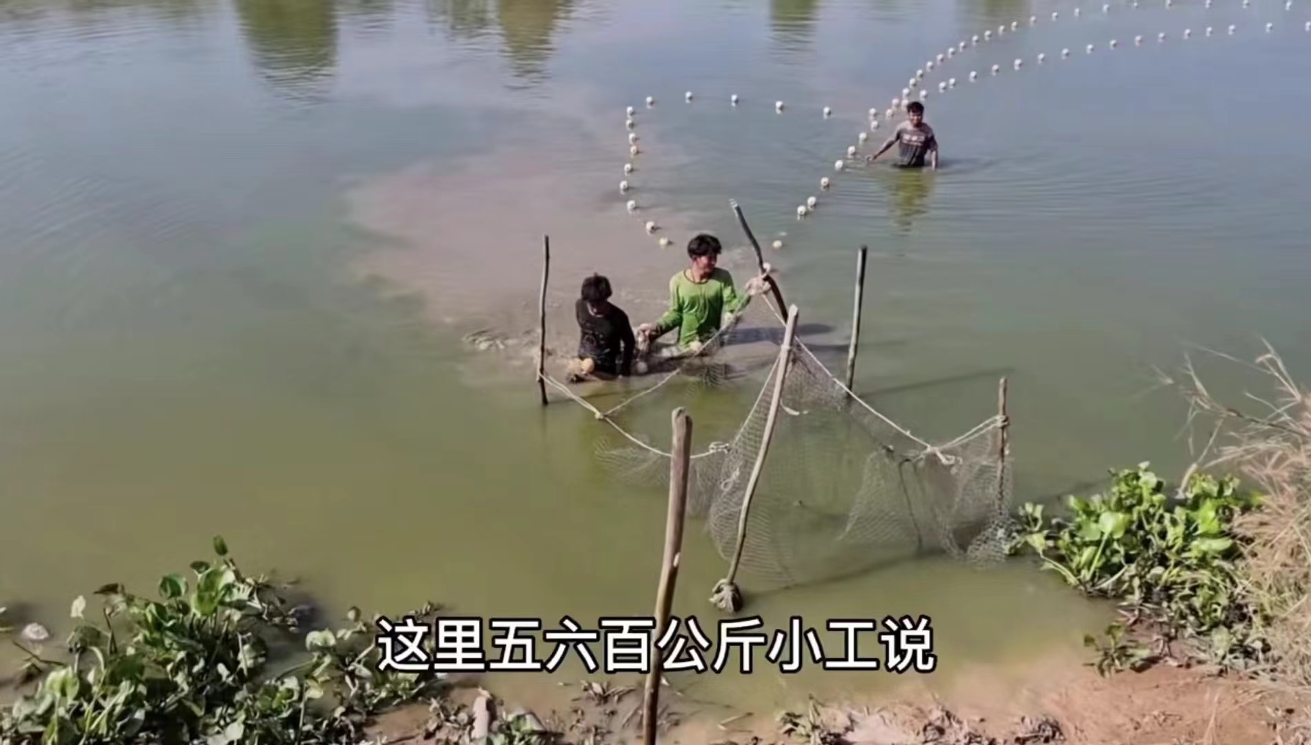 2022年12月,胡晟和阿敏去乡下鱼塘买鱼。工人在鱼塘捞鱼。