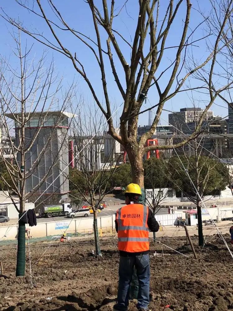 园林工人在种树,营造春景秋色
