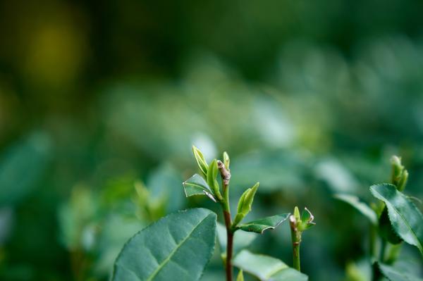 茶树萌发的新芽,一芽一叶形似“雀嘴”,摄影:东家朱宁
