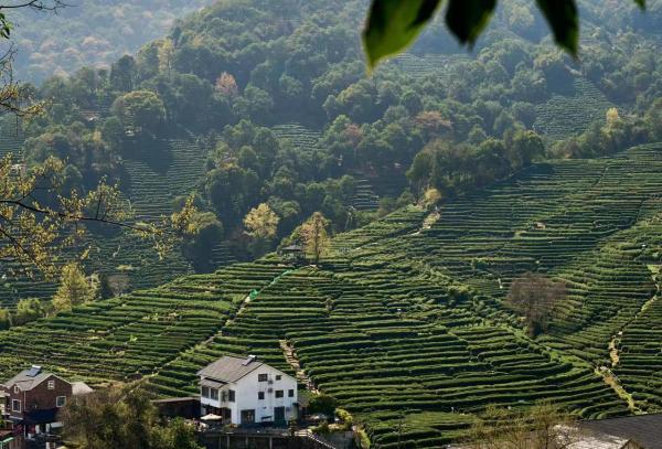 龙井村茶园 摄影:东家朱宁