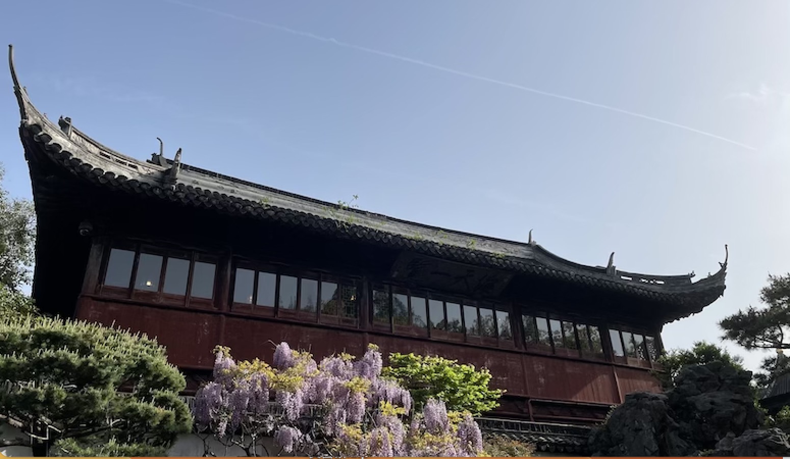 4月的豫园九曲桥畔紫藤盛开,此地曾是“豫园书画善会”的活动地。