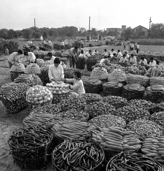 1975年,上海城郊的菜农将各式蔬菜装筐待运(图源:长宁区新泾镇镇志办)