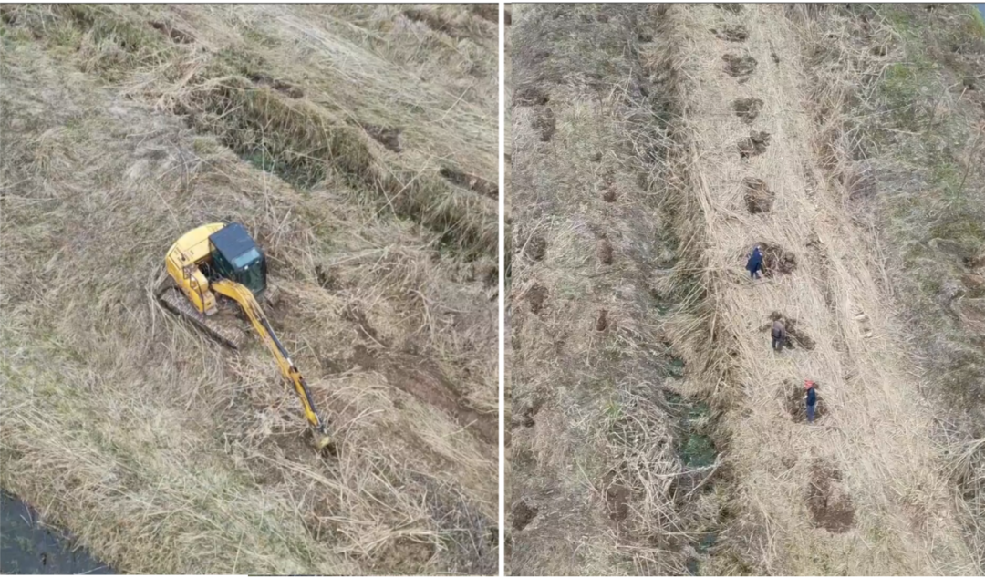 督察组暗查发现，益阳市南洞庭湖省级自然保护区欧美黑杨已清退区域正在挖坑种树。（督察组供图）
