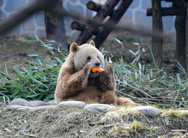 憨态可掬的“巧克力熊”七仔。图来自 西安发布