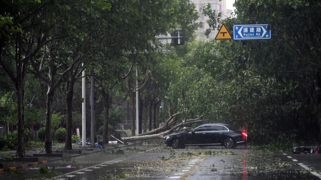 2024年9月16日,台风“贝碧嘉”登陆上海,一辆汽车被倒伏的行道树挡住去路。