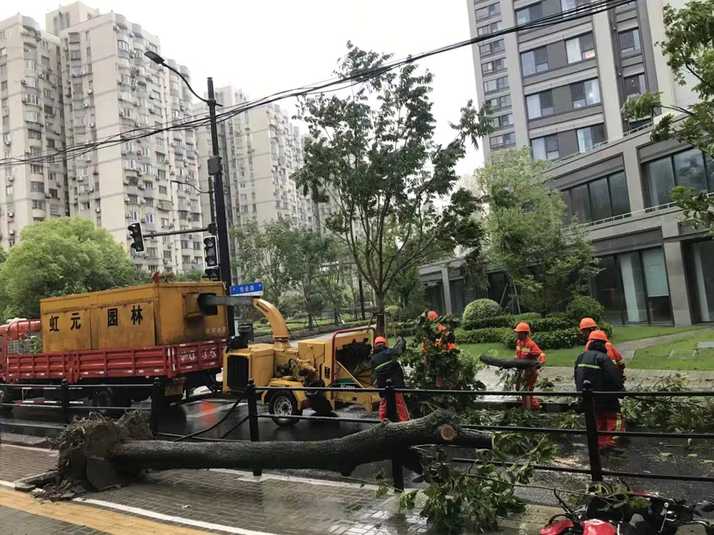 上海虹口绿化部门清理倒伏树木。上海虹口 图