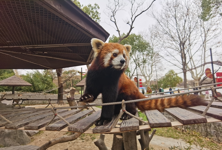 栈桥上的小熊猫。 陈玺撼摄
