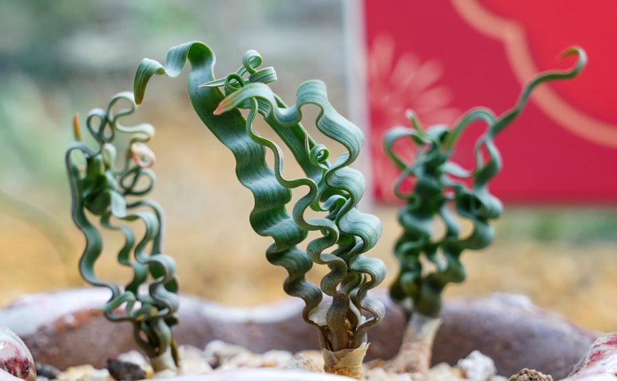 弹簧草。 图片来源:上海植物园