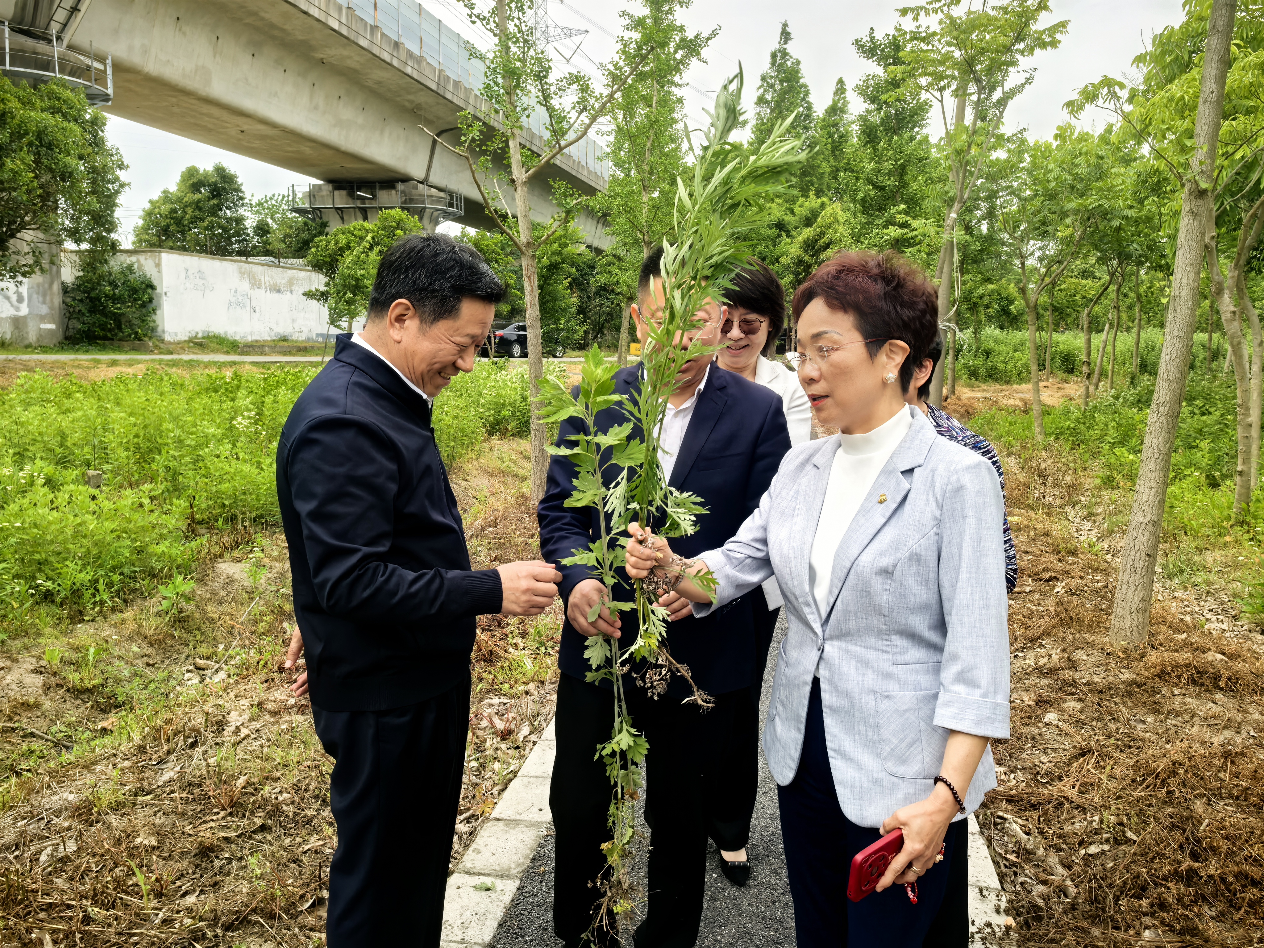 调研上海太乙灸农业科技有限公司(艾草加工基地)