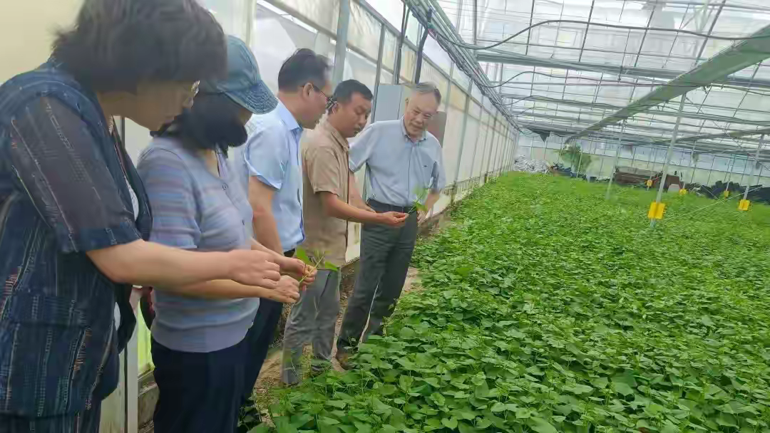 在叮咚买菜廊下农场调研