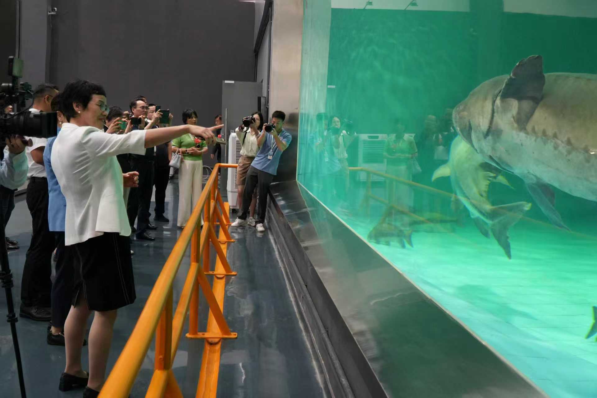 委员们在中华鲟保护基地实地考察