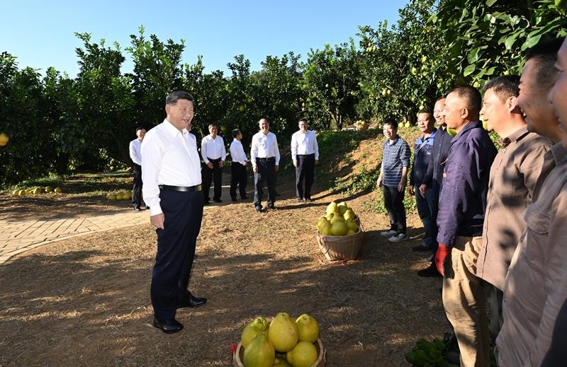 △11月7日，习近平总书记在广东梅州梅县区雁洋镇南福金柚种植基地考察时，同果农和农技人员亲切交流。