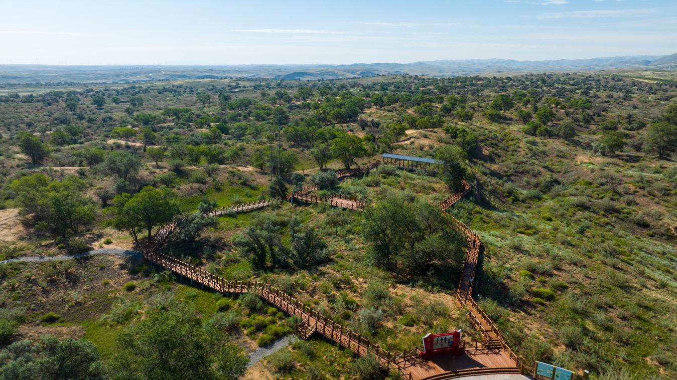 这是2025年7月22日拍摄的武威市古浪县八步沙林场。（武威市融媒体中心供图）