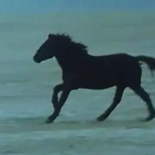 《黑骏马》<BR/>(1995)&nbsp;