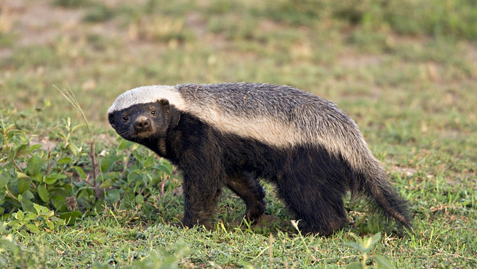 蜜獾，外号“平头哥”。