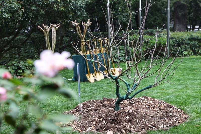 栽种在上海科学会堂草坪上的“牛顿苹果树”。资料照片。本报记者 赖鑫琳 摄