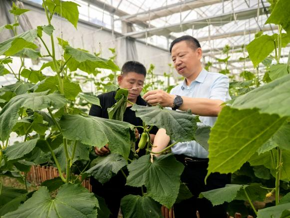 图说:周杰对设施农业的种植情况现场查勘