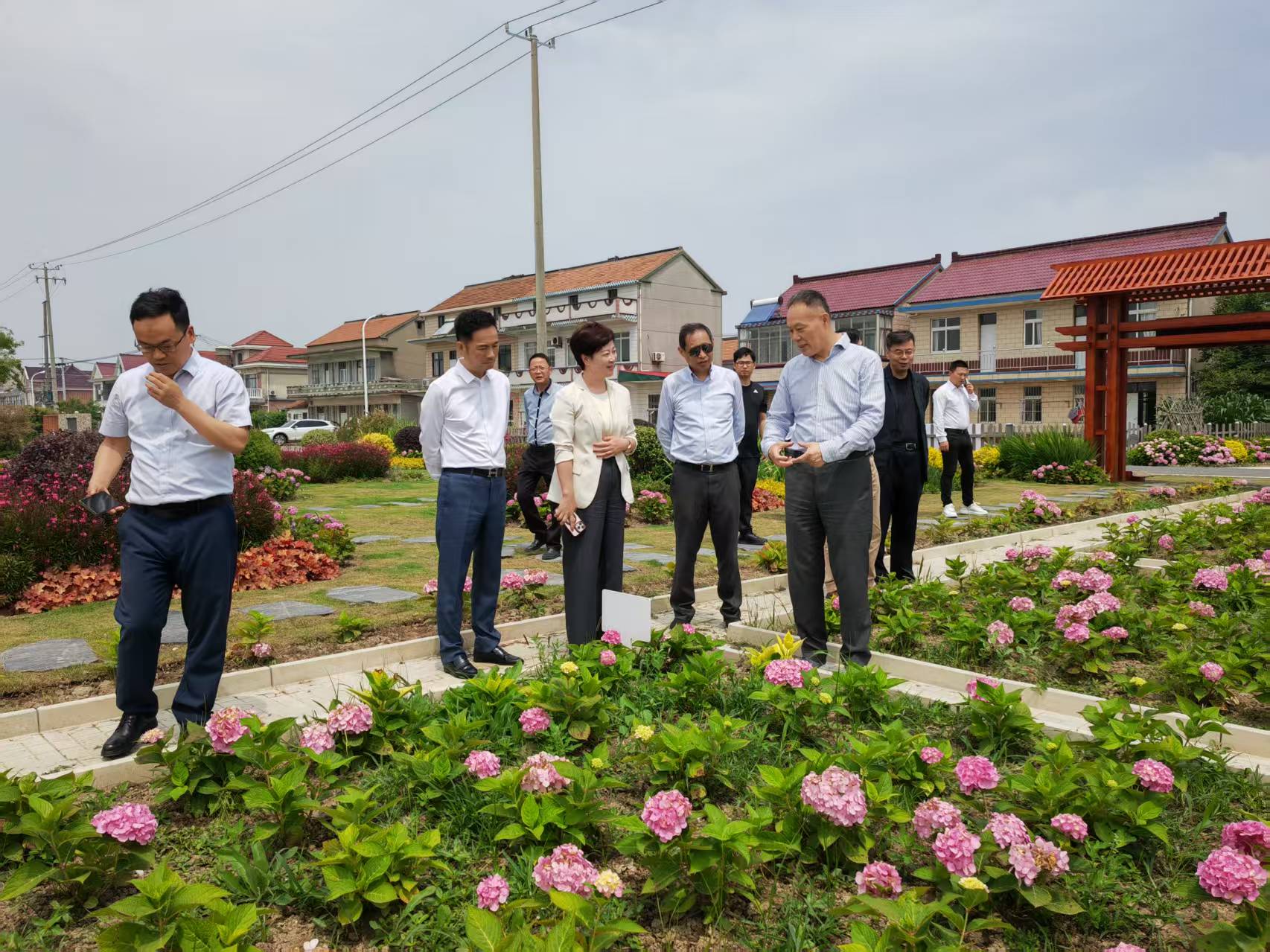 2024年6月4日，市政协农业和农村委员会在崇明区横沙乡永发村考察绣球花种植基地