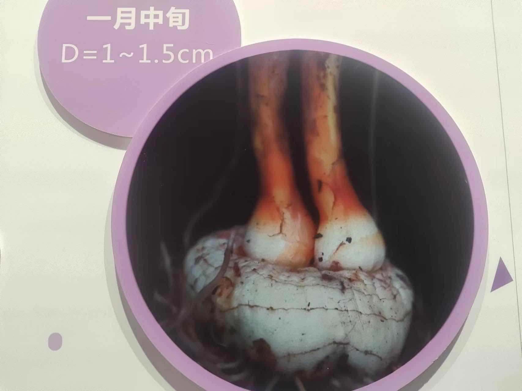 藏红花种球 本文图均为 受访者 供图