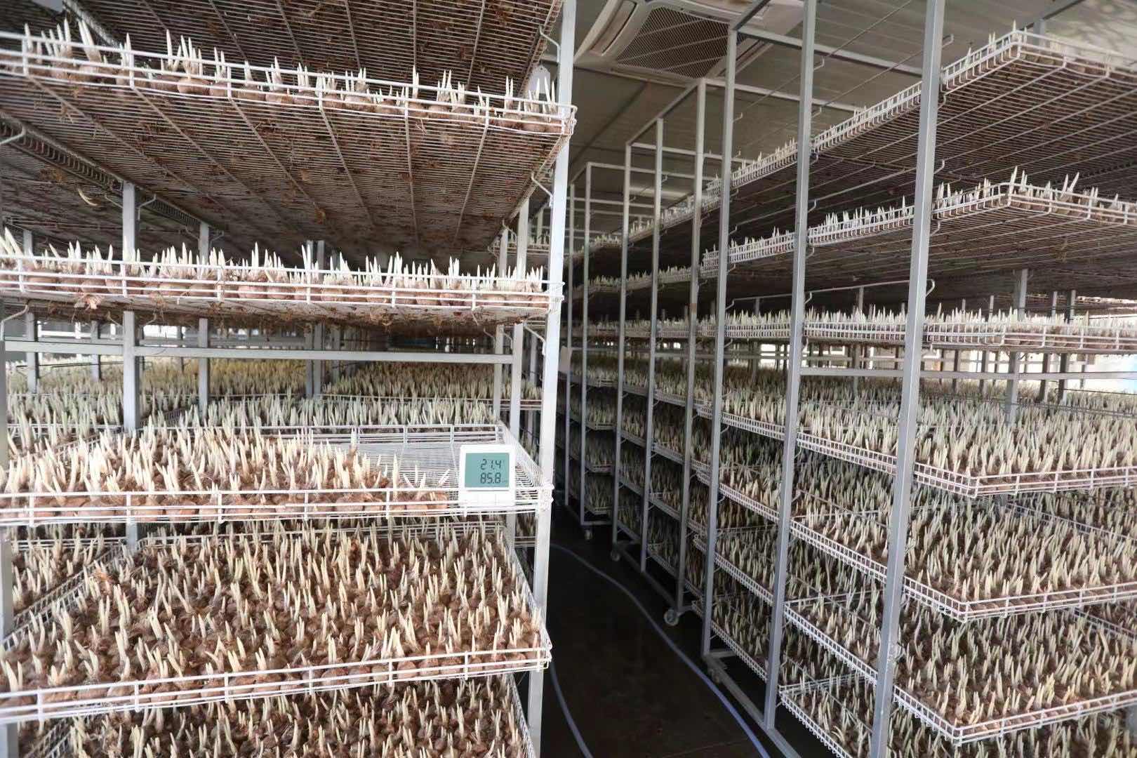 培育中的藏红花